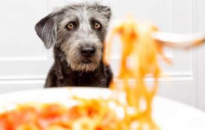 L’ALIMENTAZIONE DEL NOSTRO CANE